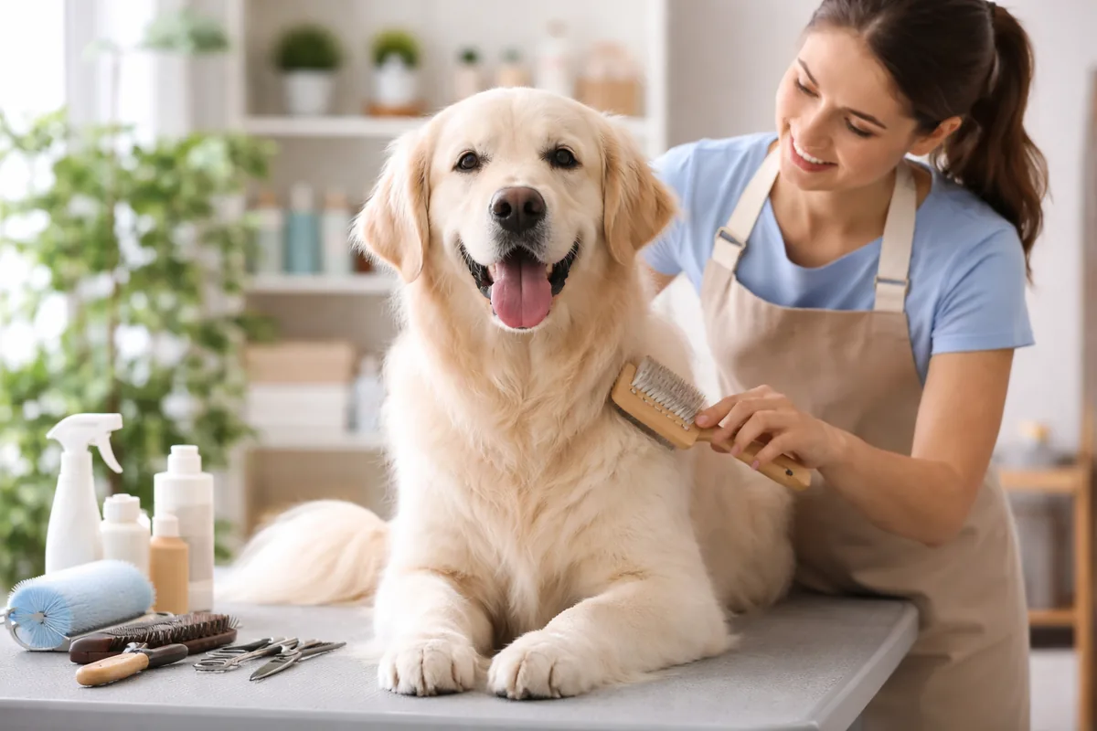 Les meilleurs conseils pour un toilettage réussi de votre animal